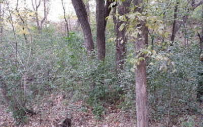 Great time to be busting the buckthorn