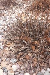 Spring clean up tips