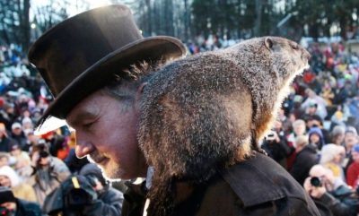 Groundhogs and other winter myths in landscaping