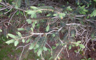 What is happening to my Spruce trees?