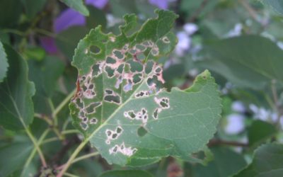 Whats eating my trees and plants?
