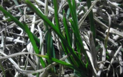 Spring Green