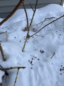 closer view of the chew markes made by rabbits , telltale by their droppings, during the winter