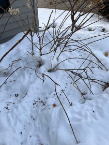 chew marks on a hydrangea in minnesota winter